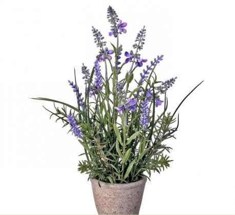 LAVENDER IN CEMENT POT 12"
